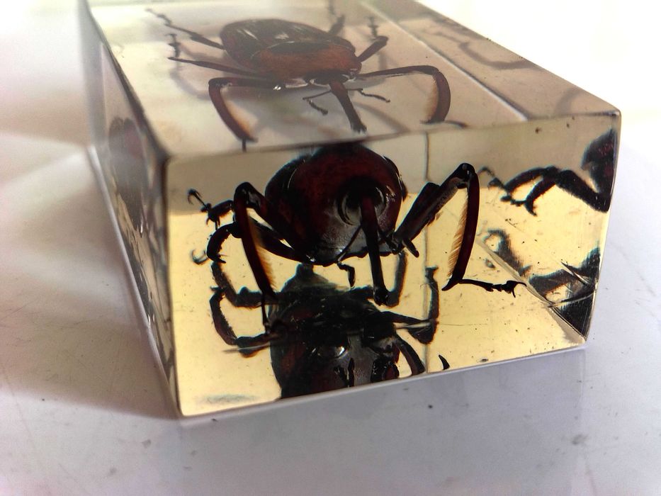 Страхотна Колекция Хербарий От Буболечки,Насекоми