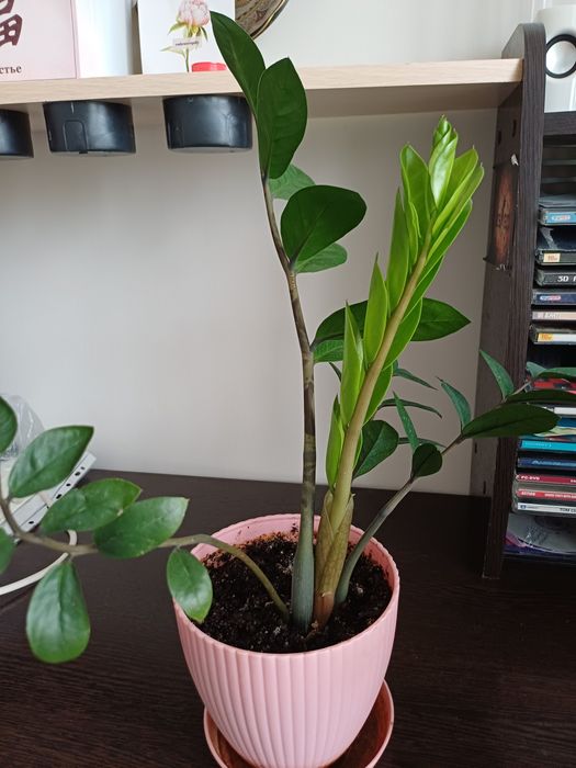 Продам замиоку́лькас