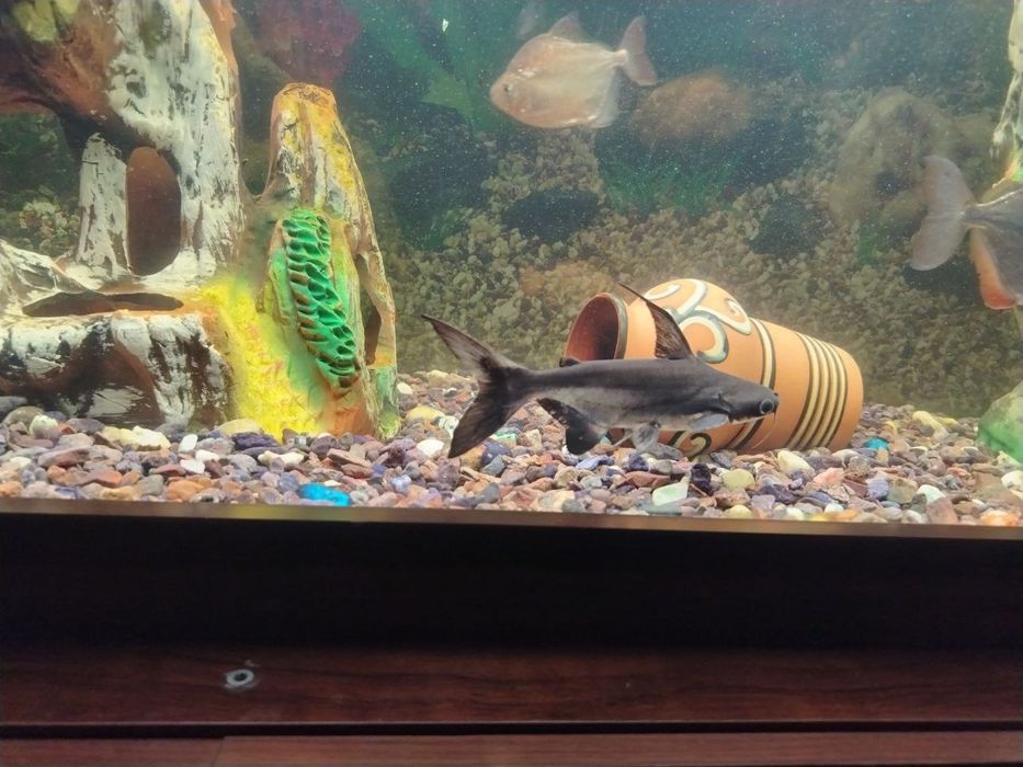 Хишник акула срочно продаётся