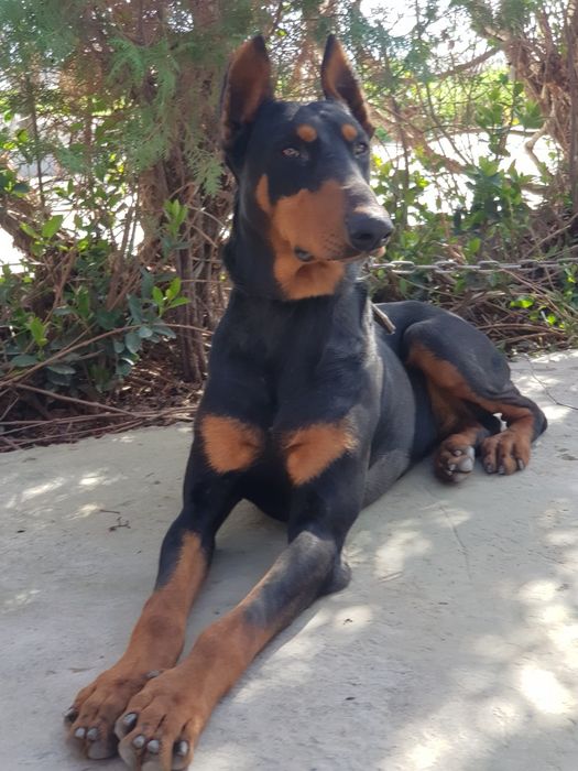 Собака порода доберман