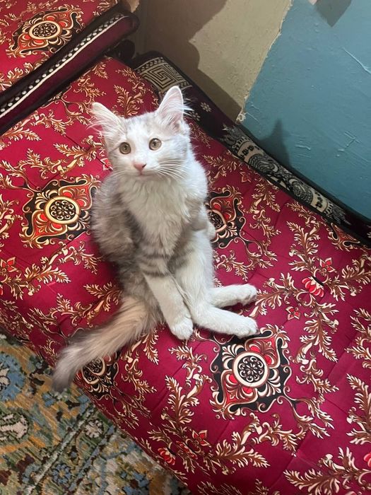 Котёнок мальчик "Борис"