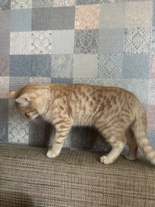 Котик, мальчик 8 месяцев