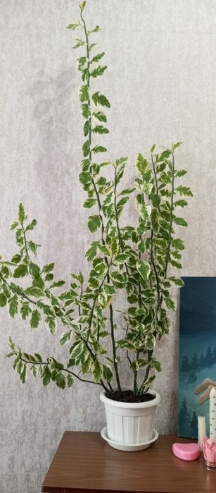 Педилантус     .