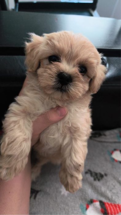Pui Bichon Maltez mascul, 2 luni