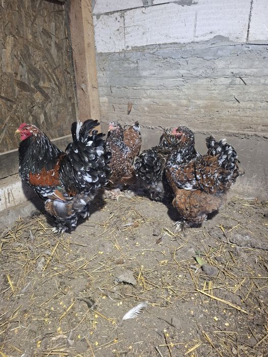 Vand oua Brahma portelan