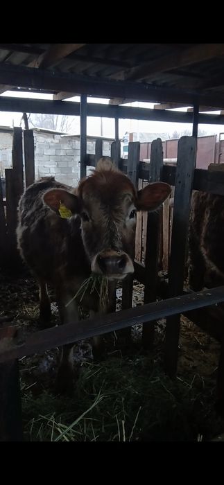 Бычок телка на откорме