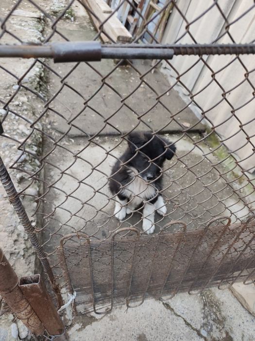 Щенок дворянской породы