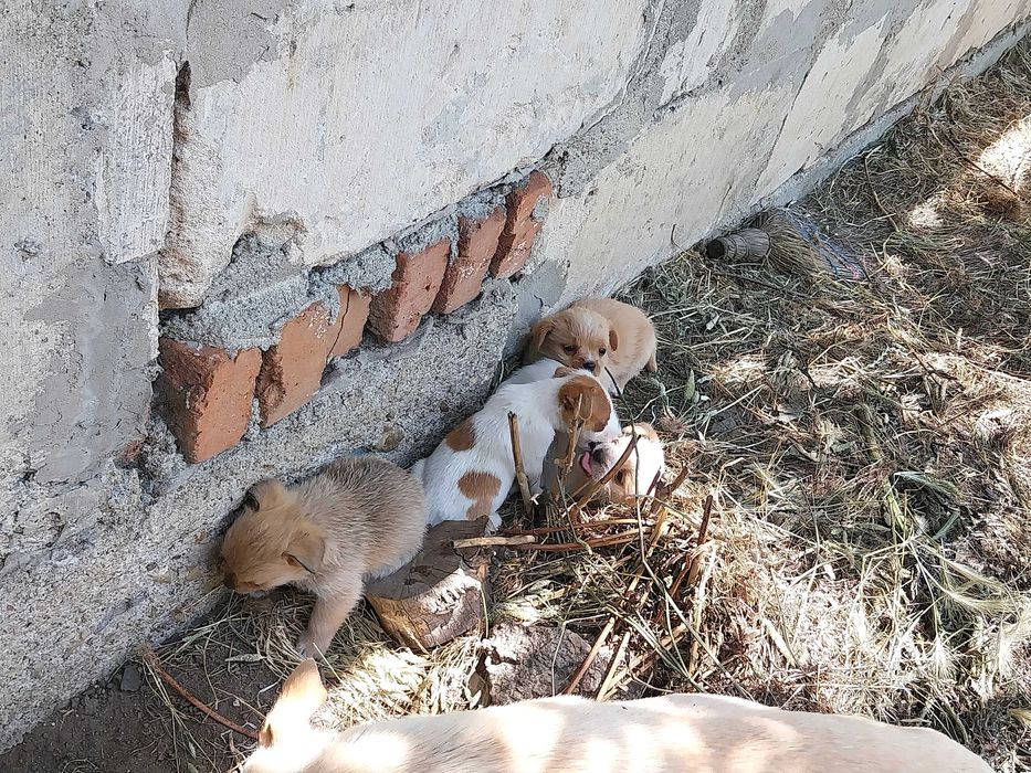 Малки кученца ПОДАРЯВАМ