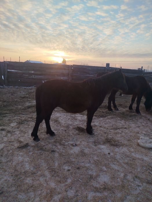 Продам жиребую кобылу