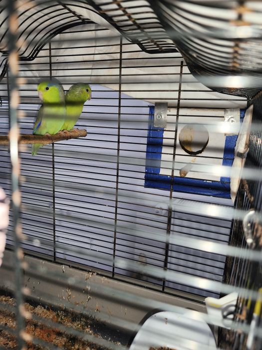 Vând o pereche de papagali forpus sau schimb