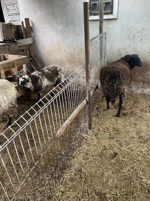 Scimb berbec rasa de carne Jura