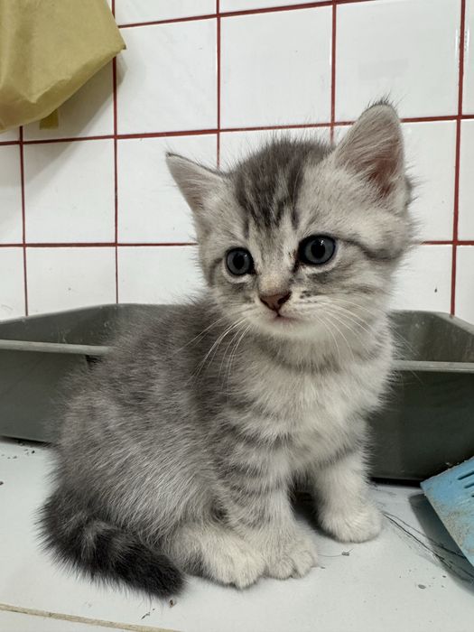 Британские котята
