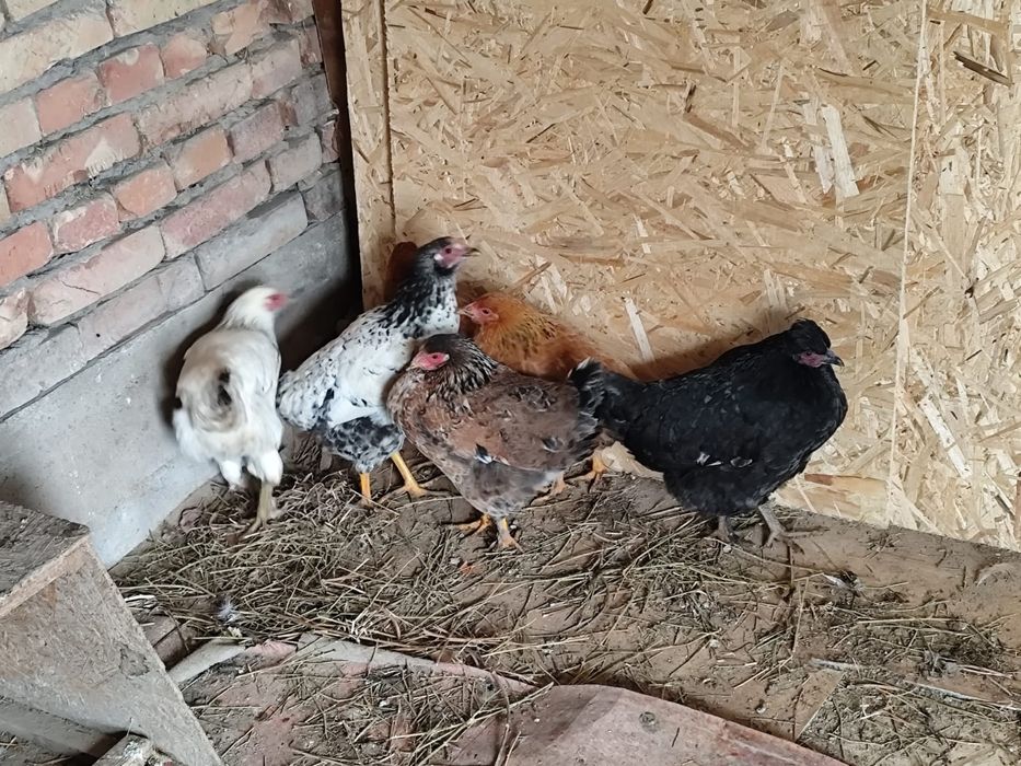 Продам срочно курей