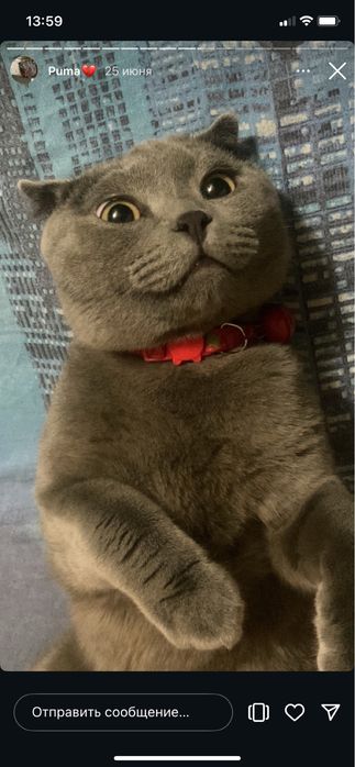 Puma pro max idiyal sastiyanada