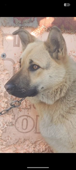 Собака. Дворняжка