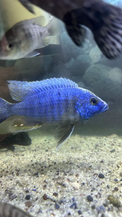 Аулонокара Коралева Ньяса, Haplochromis, Аквариум, рыба, балик, Цихлид