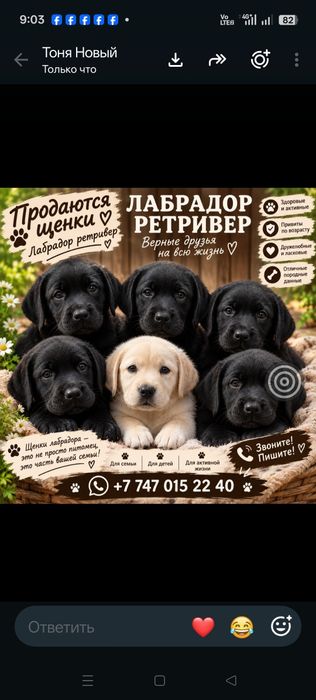 Продаются щенки лабрадора