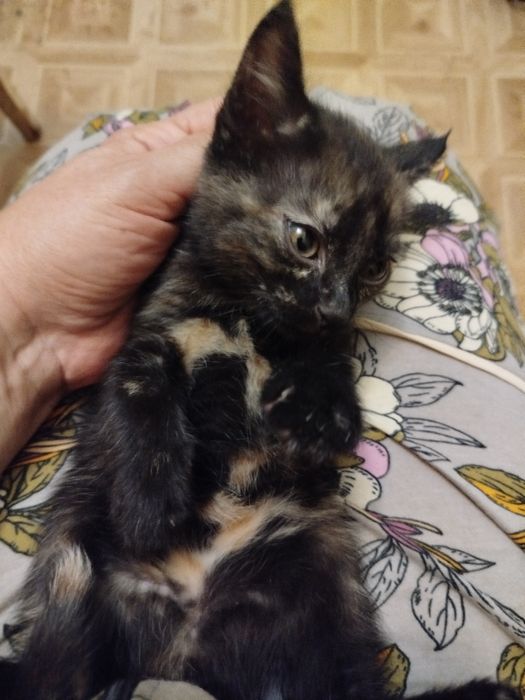 Ищем дом котенку