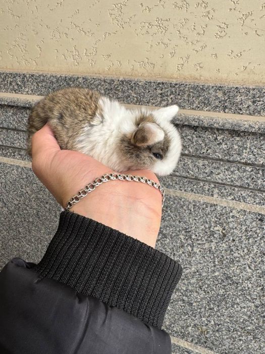 Продаются декоративные кролики породы баран .