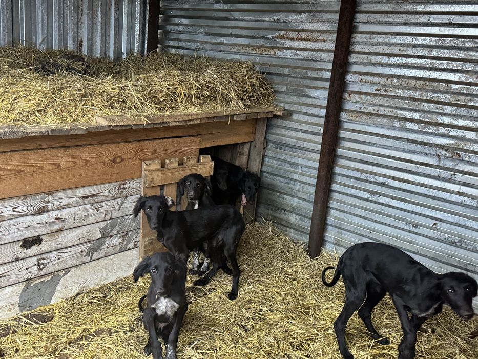 ТАЗЫ (четыре мясяца)