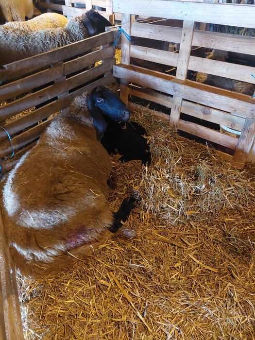 Vand oi cu miel sau fara