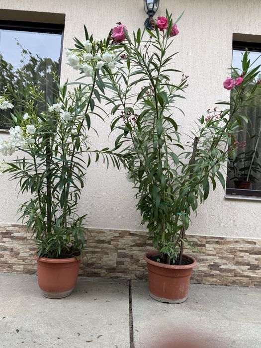 Leandri ornamentali ~1.9m albi si roz ,foarte infloriti cu ghiveci