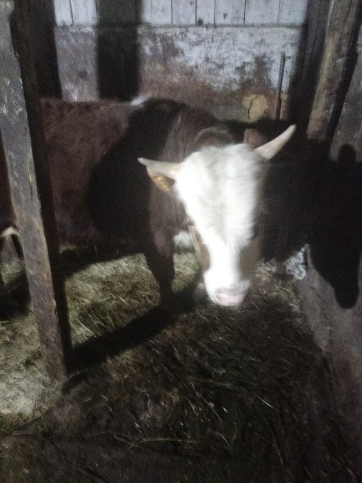 Продам быка 1год .2мес