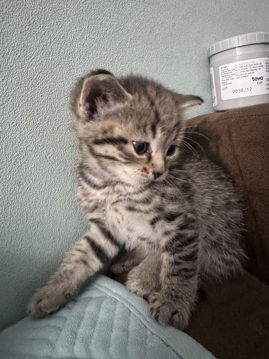 Котята породистые