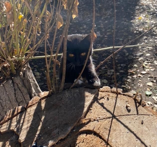 Очень умная кошечка