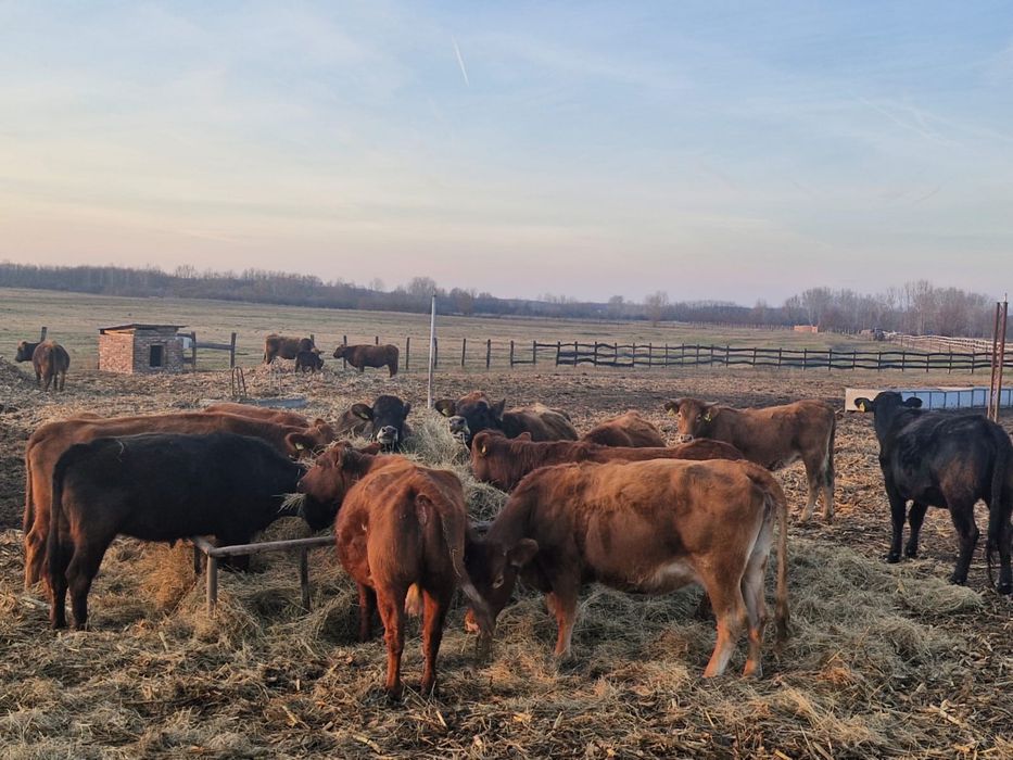 25 juninci Angus gestante