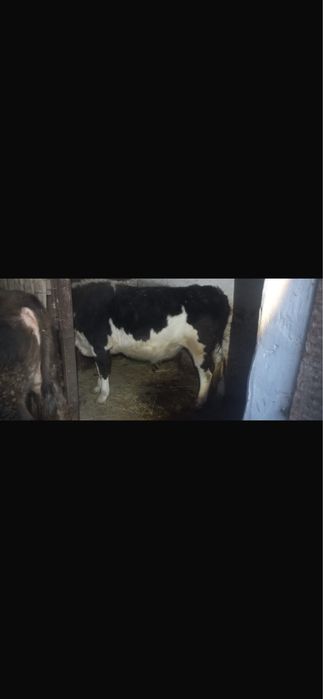 3 Бас Бұқа Сатылады