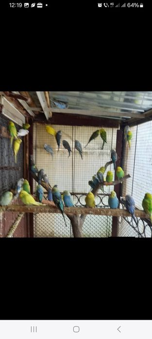 Peruși maturi  toate culorile