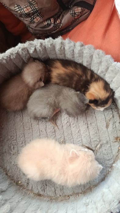 Отдам веслоухих котят