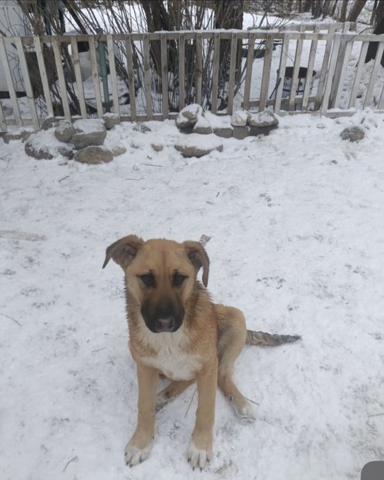 Собака ищет дом и добрую семью