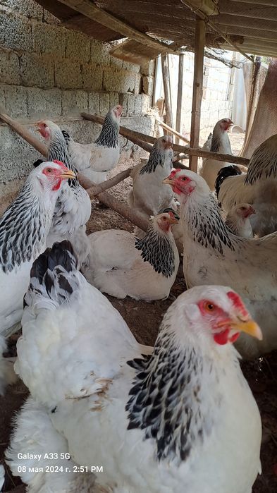 Черняевкада Брама товуқ  тухумлари сотилади,  нархини келишамиз...