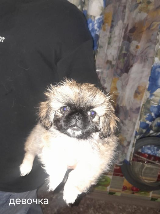 Продаются щенки породы Пикенес