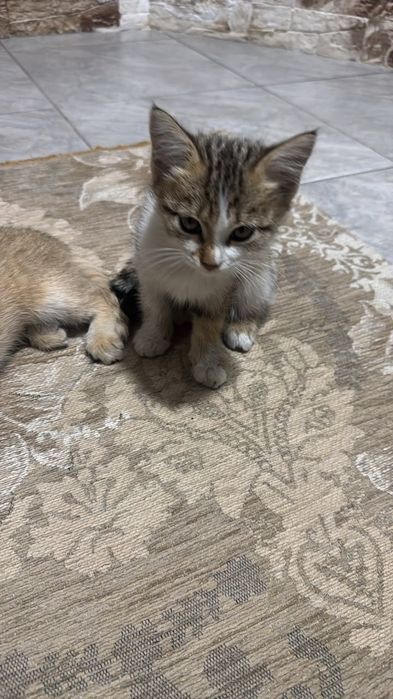 котята бесплатно