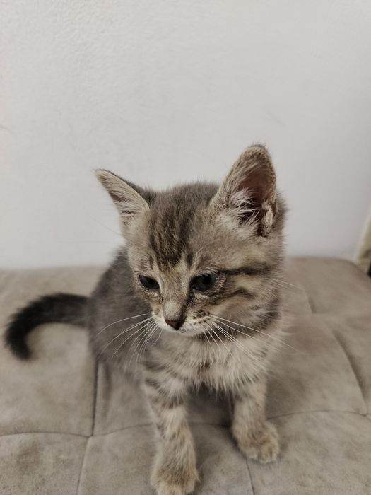 Отдам котенка девочка