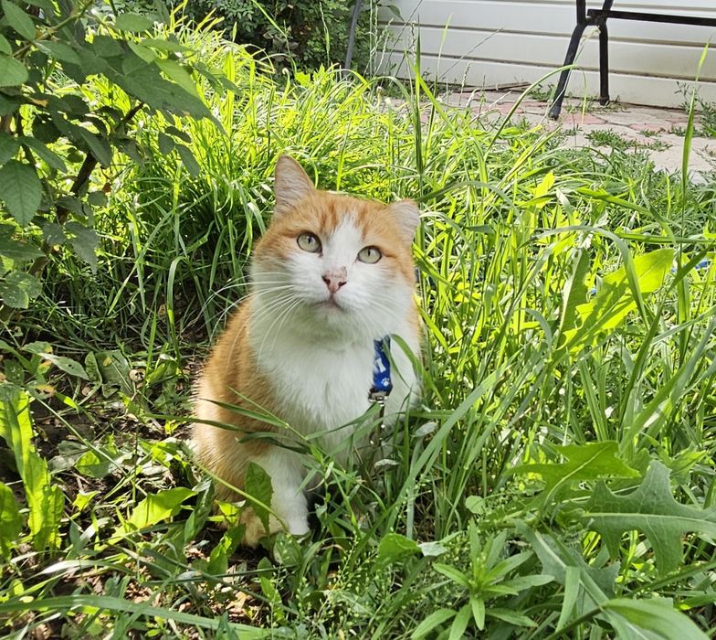 Отдам кошку в добрые руки