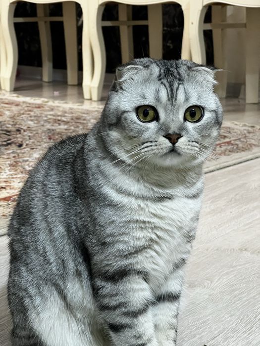 Кот скотиш фолд