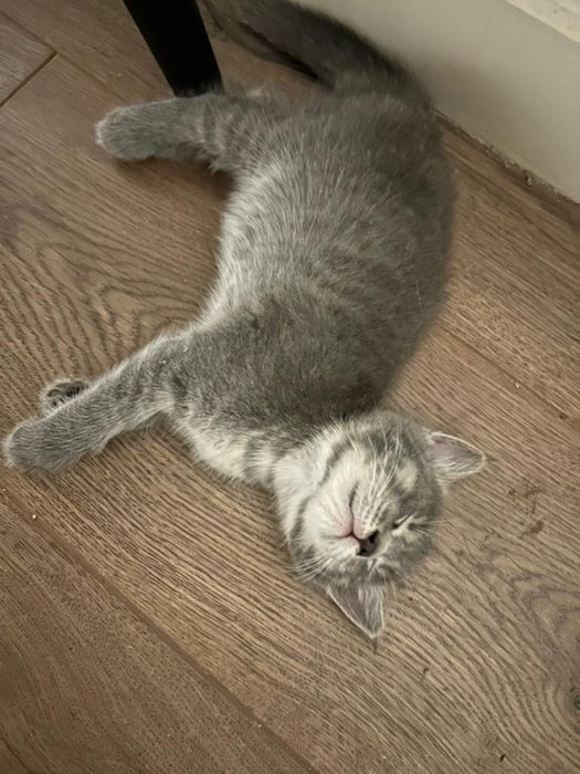 Отдадим котят в хорошие руки ‼️