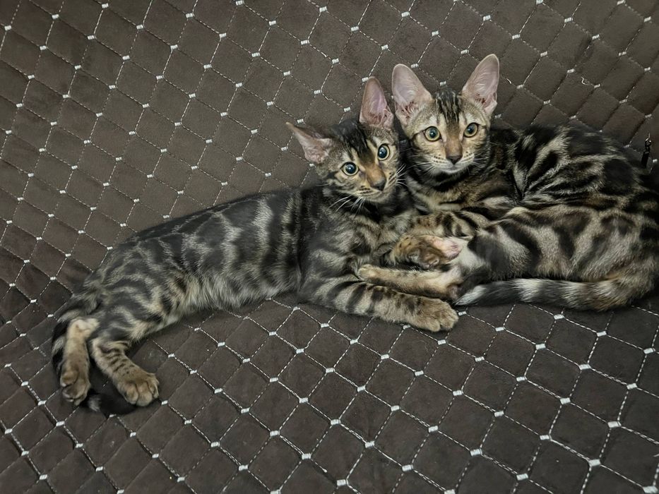 Бенгальский чисто кровный