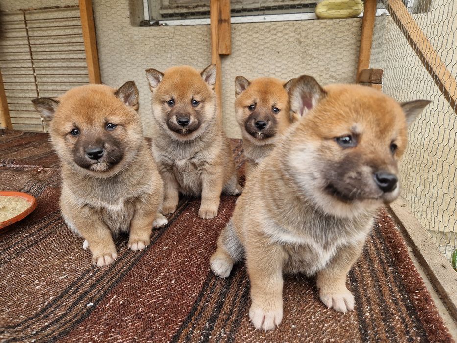 Продавам кученца Шиба Ину