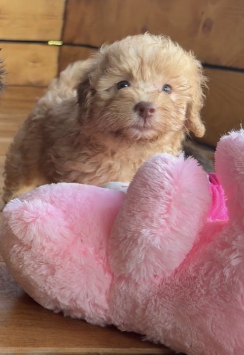 Мини пудел Mini poodle