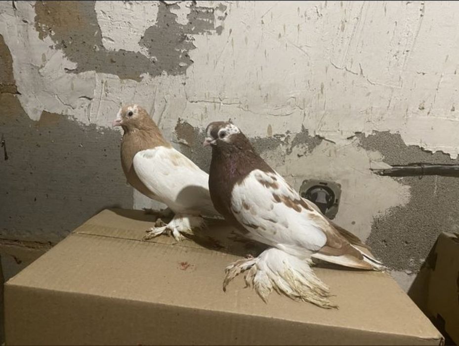 Продам голубей бойных