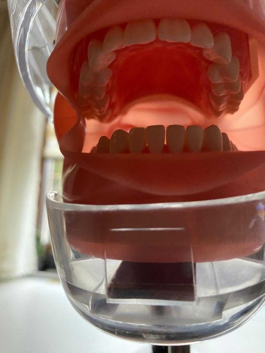 Phantom Head - Cap de manechin simulator dentar