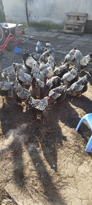 Vând pui wyandotte argintiu!