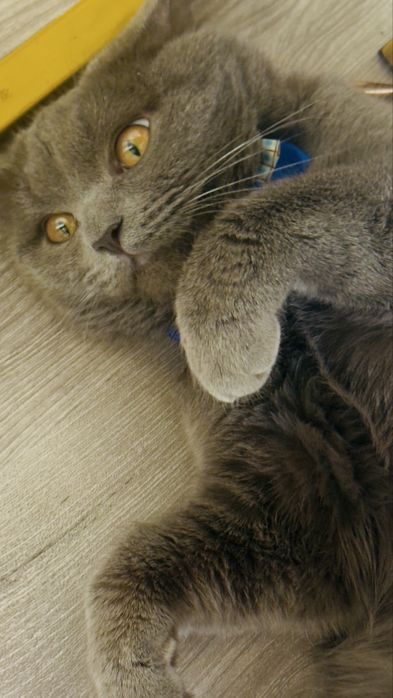 Chistakrovni skotish strite damashni uyda boqilgan narxi  500 mingsoʻm