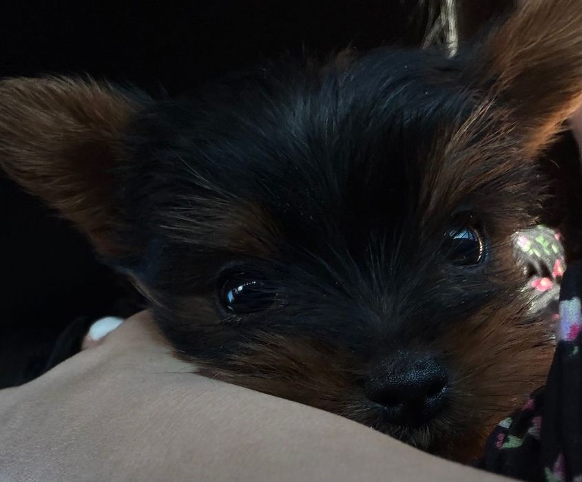 Мини Йоркширски териер