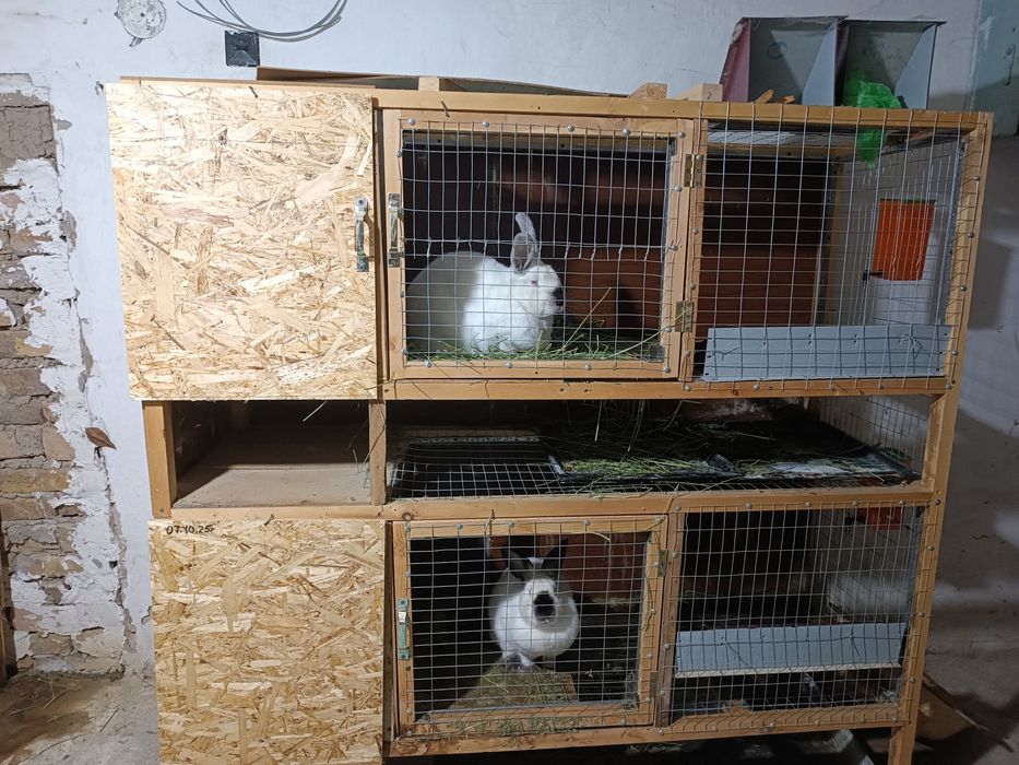 Продается кролики 12шт со клетками ОПТОМ